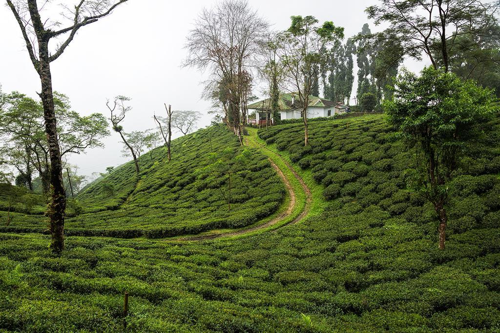 Ging Tea House Guest House Darjeeling  Eksteriør bilde